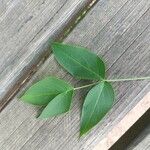 Staphylea pinnata Foglia