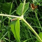 Silene pendula ഇല