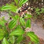 Miconia ciliata Frugt