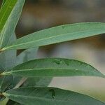 Hedycarya rivularis Leaf