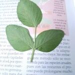 Galega officinalisFolha