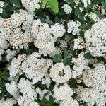 Spiraea × vanhouttei Õis