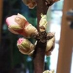 Prunus dulcis 花