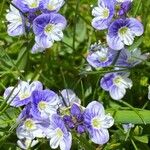 Veronica serpyllifolia Flower