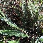 Polystichum munitum Foglia