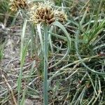 Cyperus capitatus Hàbitat