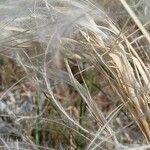 Stipa pennata Blad