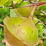 Campomanesia phaea 果實
