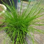 Isolepis cernua List