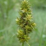 Carex cuprina Flower