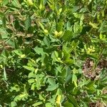 Baptisia sphaerocarpa Levél