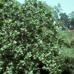 Artocarpus altilis Pokrój