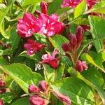 Weigela floridaFlower