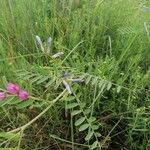 Vicia monantha Flower
