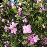 Boronia crenulata 花