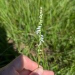 Spiranthes lacera Φύλλο