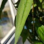 Persicaria nepalensis Leaf