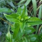 Zinnia elegans Blatt