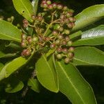 Zanthoxylum schreberi Vrucht