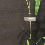 Phragmipedium besseae Habit