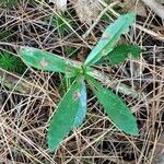 Chimaphila umbellata ഇല