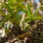 Jumellea triquetra Habitatea