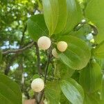 Sarcomphalus joazeiro Fruit