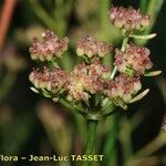 Trachyspermum ammi फल