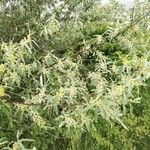 Elaeagnus angustifolia Flors