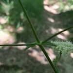 Physospermum cornubiense Leaf