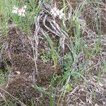 Lithophragma glabrum Habit