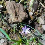 Romulea ligustica Blüte