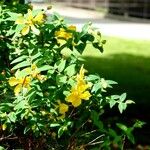 Hypericum × hidcoteense आदत