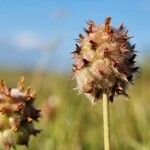 Trifolium fragiferum Çiçek