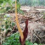 Amorphophallus commutatus花