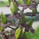 Veratrum nigrum Fruit