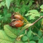 Rosa mollis Fruit