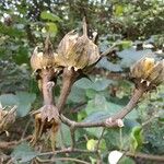 Talipariti tiliaceum Fruit