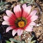 Gazania linearis花