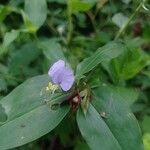 Commelina undulata Flower