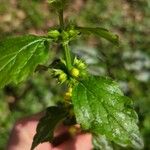 Lamium galeobdolonFlower