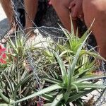 Tillandsia aeranthos Листок