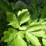 Peucedanum ostruthium Leaf