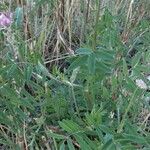 Onobrychis viciifolia Fuelha