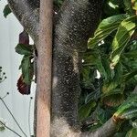 Parrotia subaequalis Corteza