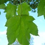 Acer pseudoplatanus Leaf