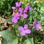 Lunaria annuaफूल