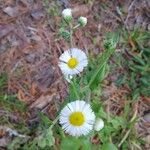 Erigeron philadelphicusFlower