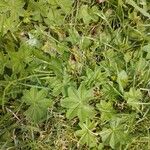 Alchemilla subcrenata Leaf