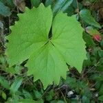 Achlys triphylla Leaf